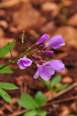 Cardamine quinquefolia