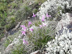 Helichrysum sutherlandii