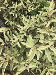 Corchorus kirkii