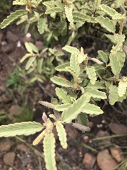 Corchorus kirkii