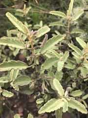 Corchorus kirkii