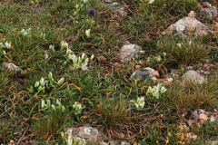 Ornithogalum fimbriatum