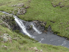 Helichrysum sutherlandii