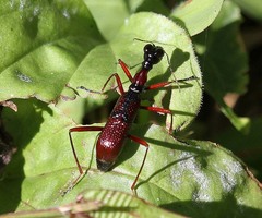 Neocollyris