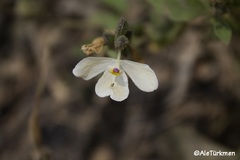 Carlowrightia arizonica
