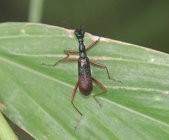 Neocollyris