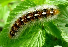 Diacrisia purpurata