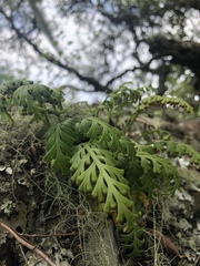 Asplenium theciferum