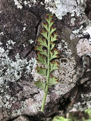 Asplenium theciferum
