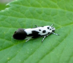 Ethmia quadrillella