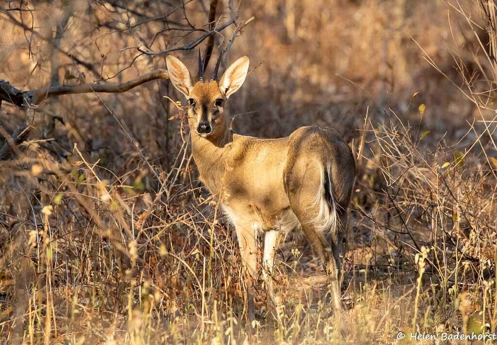 Sylvicapra grimmia, Waterberg District Municipality, South Africa, by Helen Badenhorst