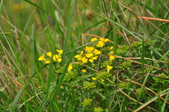 Erysimum cuspidatum