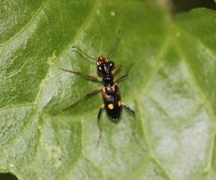 Therates pseudoprobsti