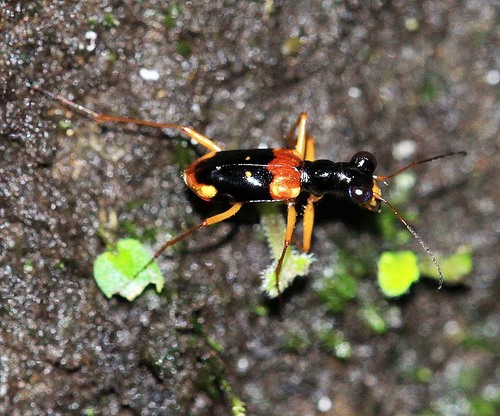 Thopeutica guttula · iNaturalist
