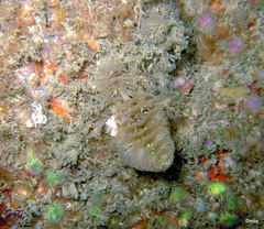 Crisularia plumosa