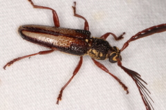 Piesarthrius marginellus