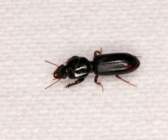 Clivina