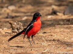 Crimson-Breasted Shrike photo 4