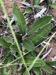Parinari capensis capensis