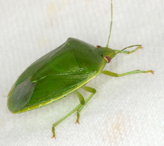 Glaucias
