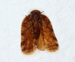 Aprivesa