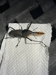 Rhinostomus barbirostris image