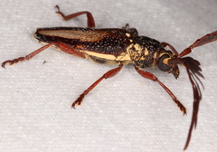 Piesarthrius marginellus