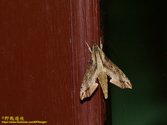 Eupanacra
