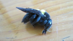 Xylocopa caffra
