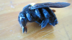 Xylocopa caffra