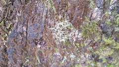 Usnea cornuta