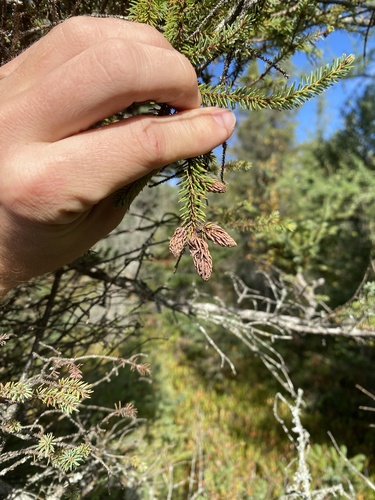 ragged spruce gall adelgid
