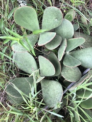 Cotyledon orbiculata oblonga