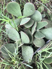 Cotyledon orbiculata oblonga