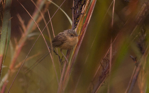 Stipiturus malachurus
