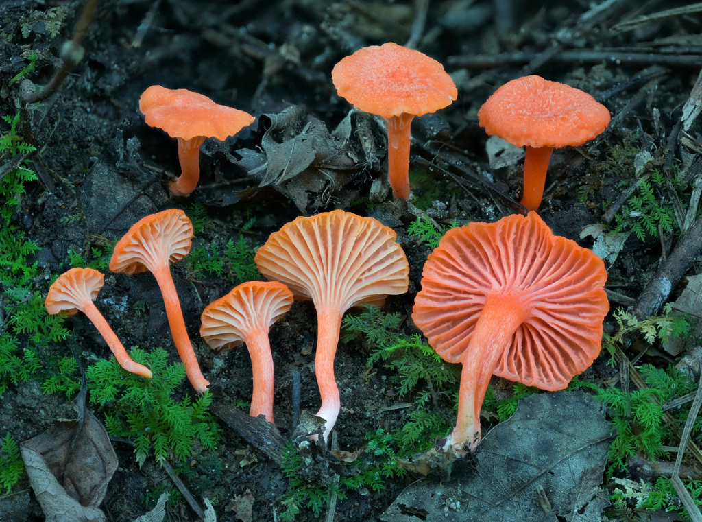 Cantharellus corallinus