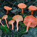 Cantharellus corallinus - Photo (c) Alan Rockefeller, some rights reserved (CC BY), uploaded by Alan Rockefeller