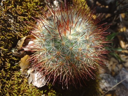 Mammillaria moelleriana