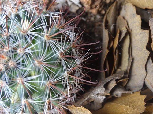 Mammillaria moelleriana