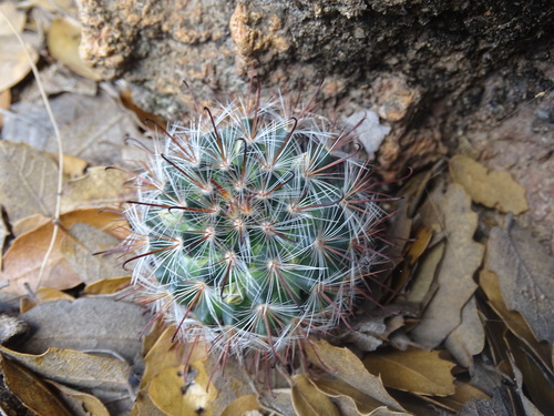Mammillaria moelleriana