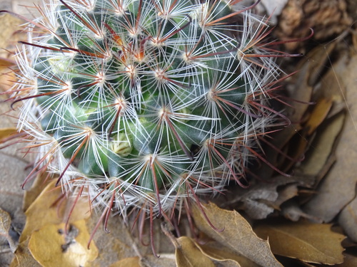 Mammillaria moelleriana