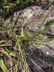Panicum dewinteri