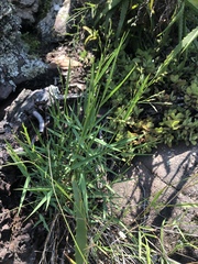 Panicum dewinteri