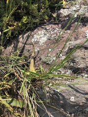 Panicum dewinteri