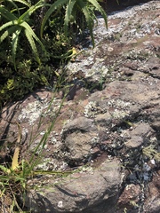 Panicum dewinteri