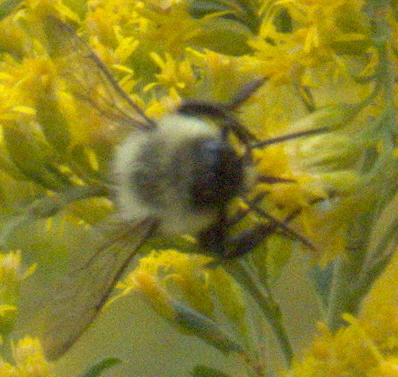 Common Eastern Bumble Bee from Athens, GA, USA on September 27, 2023 at ...