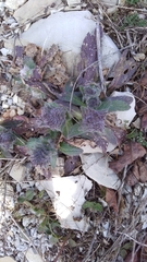 Ajuga orientalis