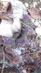 Ajuga orientalis