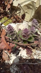 Ajuga orientalis