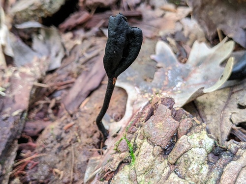 Geoglossum
